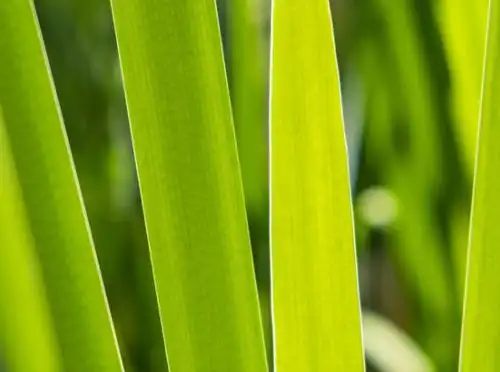 尖毛草的生长过程跟竹子有些相似,在最初的半年里,它几乎是草原上最