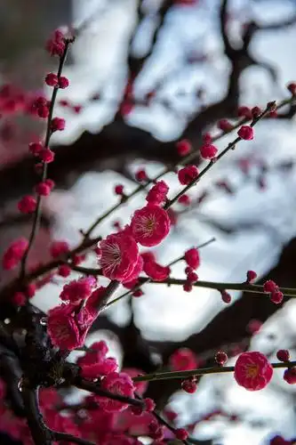 丽水莲都梅花摄影作品