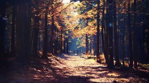 下载壁纸 1920x1080 全高清 森林,路,人,阳光,秋天 桌面背景