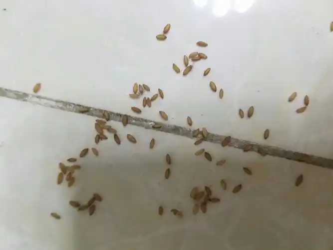 样的东西是什么,见图片,地上有一片,茶几中间一层也有,像是什么虫卵?