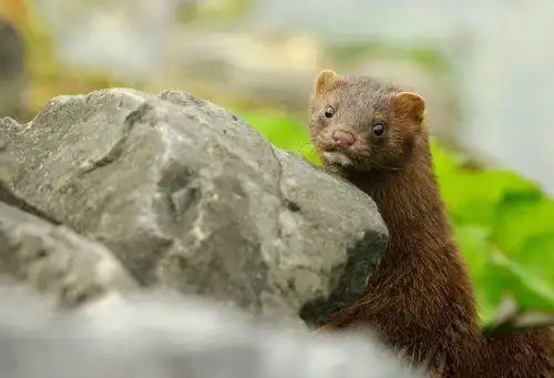 地球上10大已灭绝的可爱动物第一白鳍豚第三豚鹿第七爪哇虎