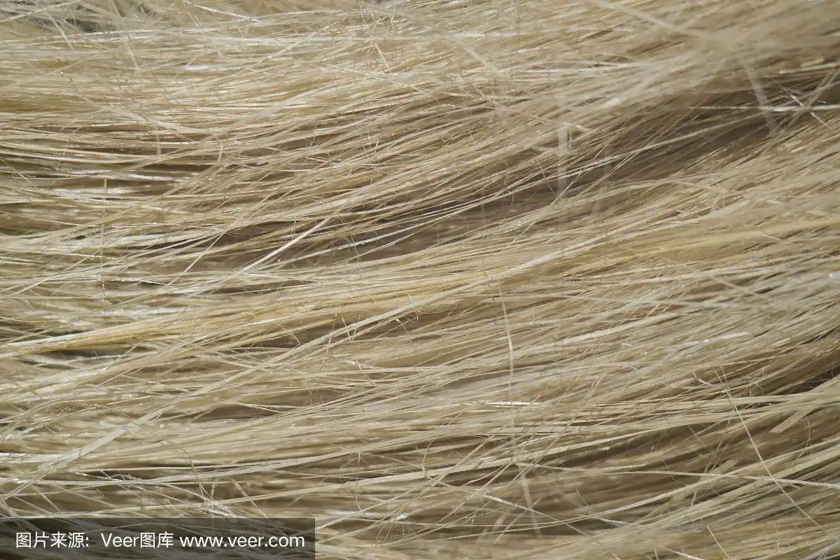 亚麻纤维,用于造纸工业和制造亚麻织物