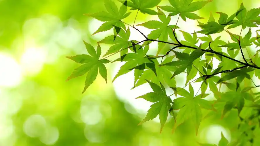 61m上传时间:2020-06-16壁纸标签:护眼壁纸封面图护眼壁纸【288】壁纸