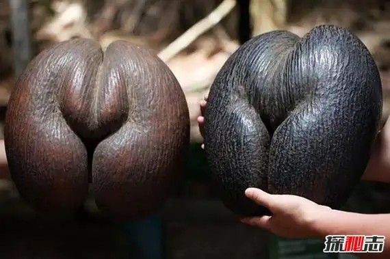 世界十大最恶心水果 第一让人恐惧无比第三相当邪恶