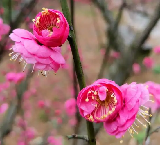 春暖花开梅花俏 梅花品种知多少?