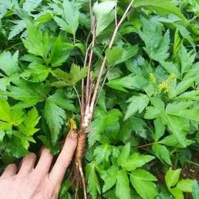 药材苗 当归苗 大叶当归苗 丽江当归苗