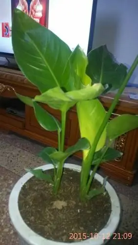 鹤望兰如何辨别真假