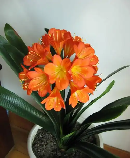 君子兰到了冬季,做到一点,叶子长得快,开花红艳艳