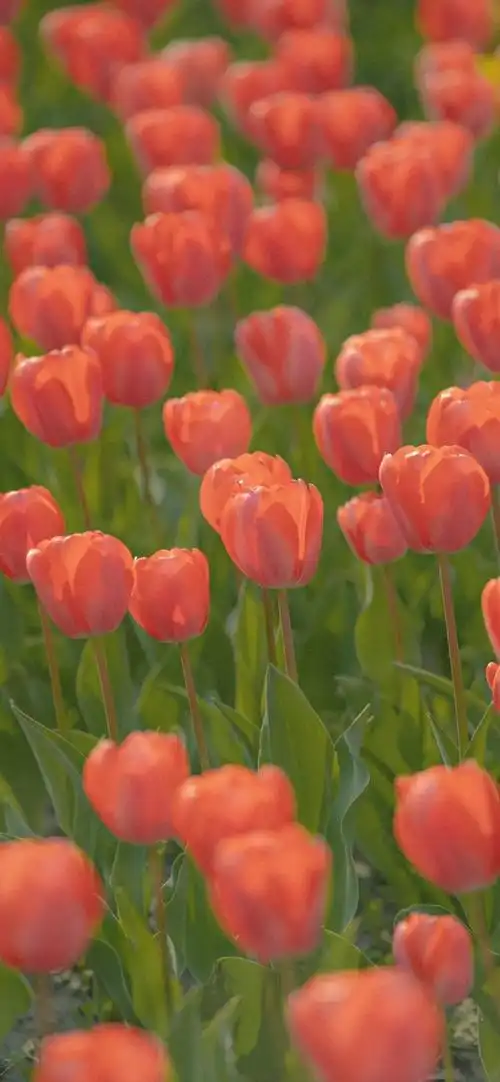 精选郁金香壁纸高级感郁金香壁纸永远浪漫