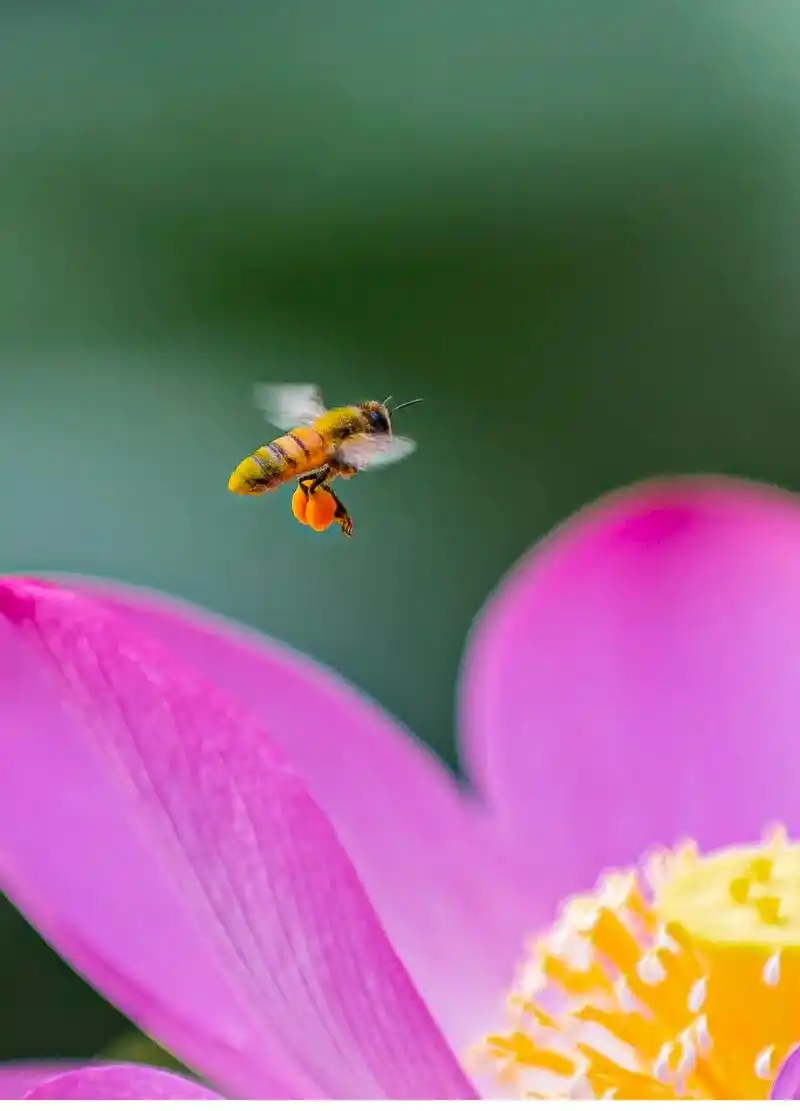 蜜蜂飞舞.#摄影 #原创  - 抖音