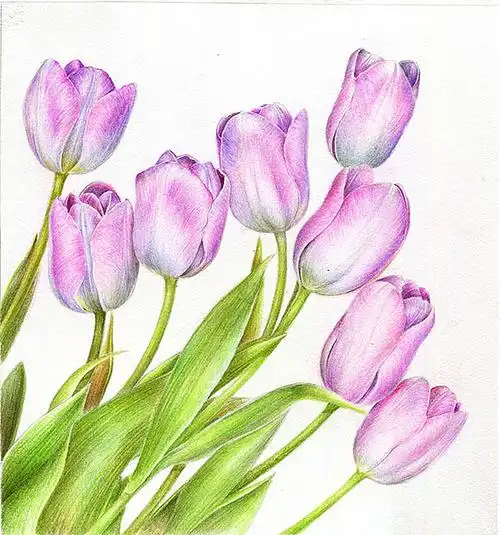 彩铅 花卉 |纯艺术|绘画|珞樱ly - 原创作品 - 站酷 (zcool)