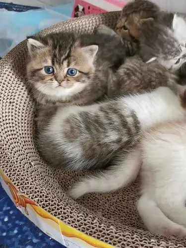 银渐层和加菲猫的后代猫咪五花八门_加菲_猫咪_领秀豪庭攻略_英短_英