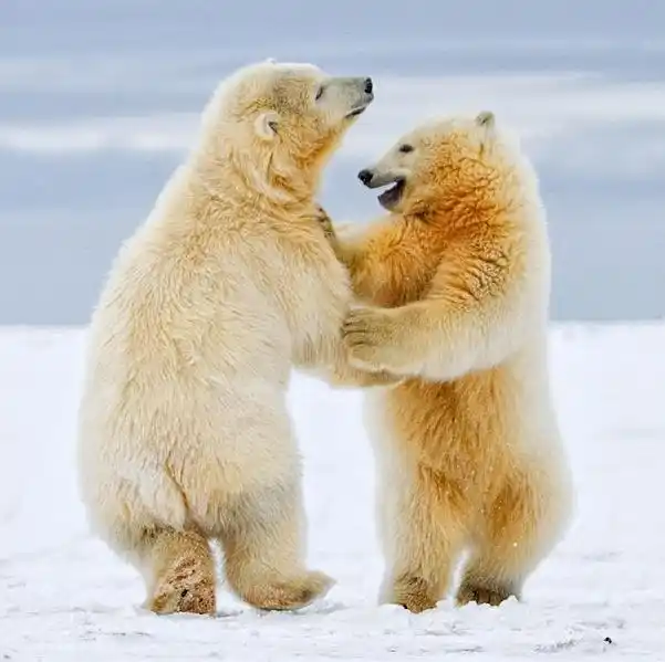 2011年最可爱动物图片_新浪图片