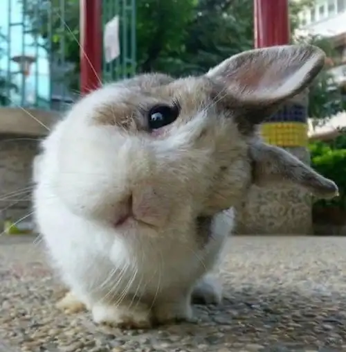 鹿站自截世界上最萌的小兔子出现了04安利手册:sullyoon雪允_honey