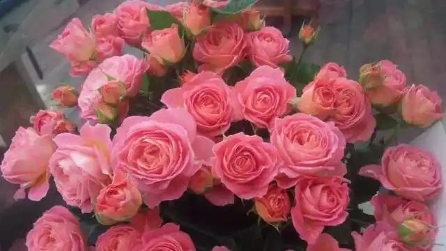 月季品种"小魔女甜心"真的超级甜