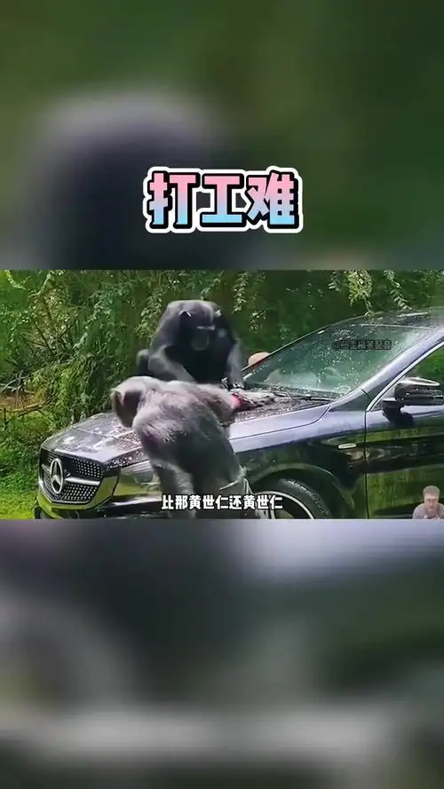 动物搞笑配音:打工仔和富二代的区别