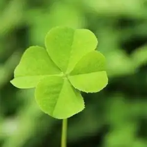 "四叶草"头像