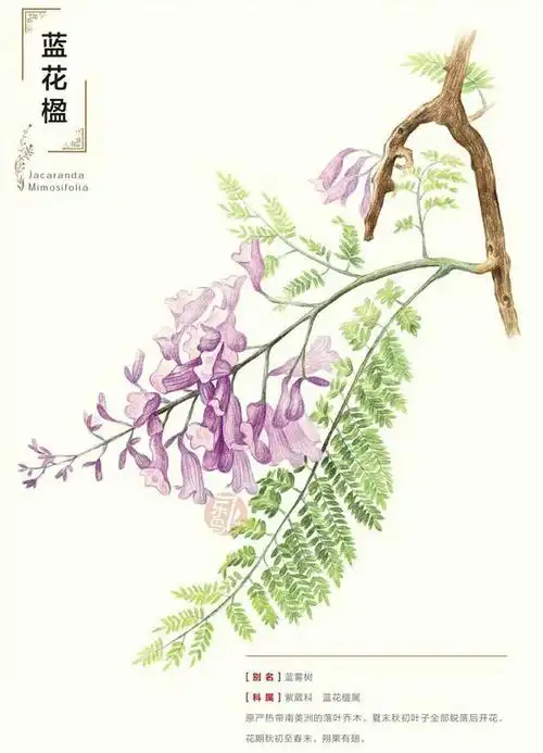 蓝花楹植物彩铅素描绘画图文教程-2