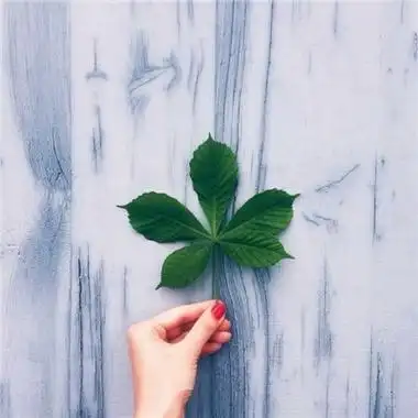 简洁小清新头像