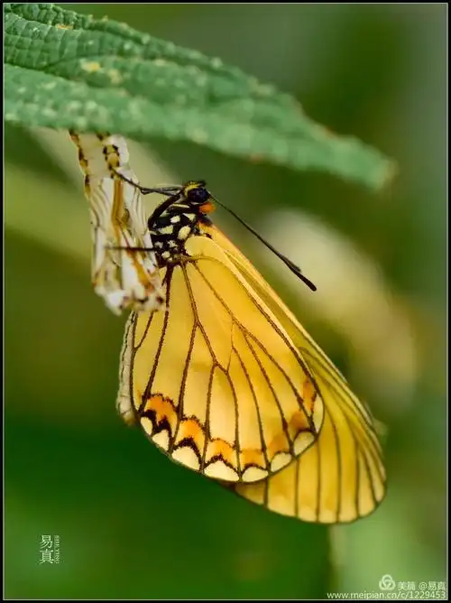 【昆虫摄影】苎麻珍蝶