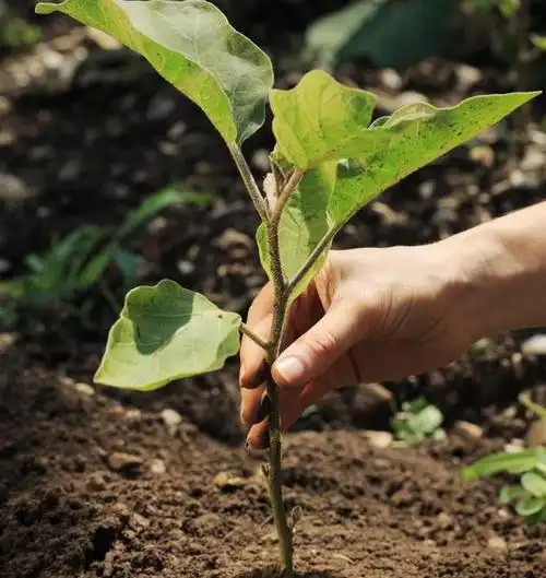 种植茄子选择什么茬口最好?
