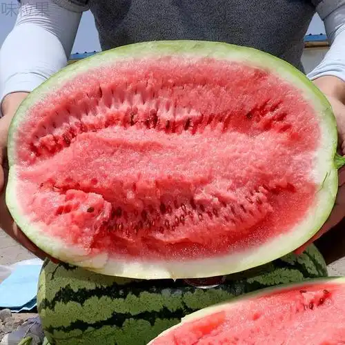 中卫18斤压砂沙瓤水果新鲜硒砂季新鲜瓜应石缝西瓜