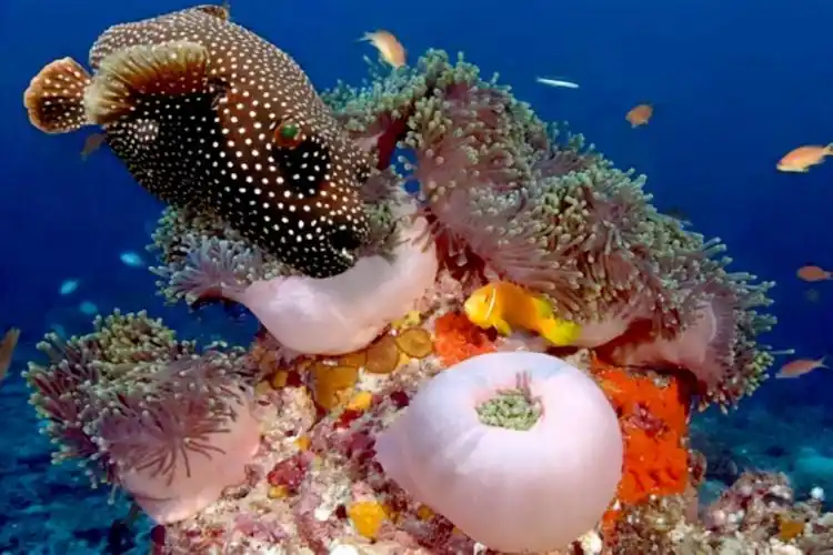 各种各样的海洋生物