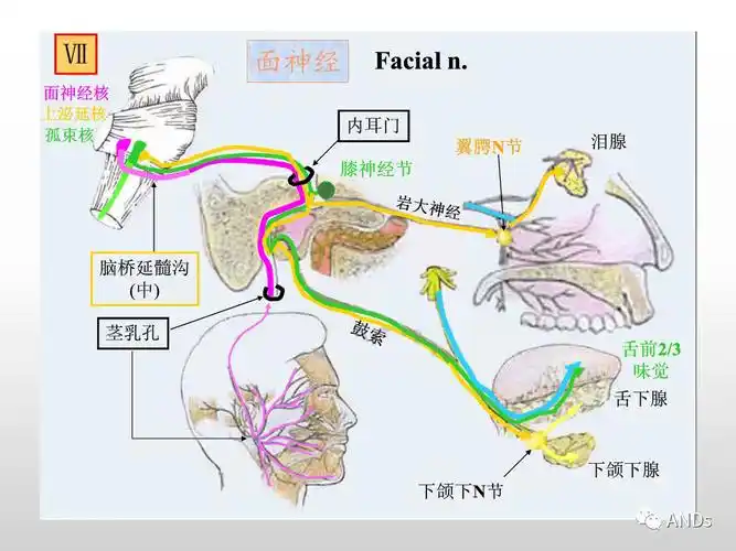 收藏学习面神经解剖及相关病变