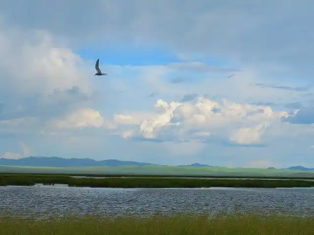 一只燕欧展翅低低地掠过草甸的上空,仿佛在巡视着家园欣欣向荣的景象.