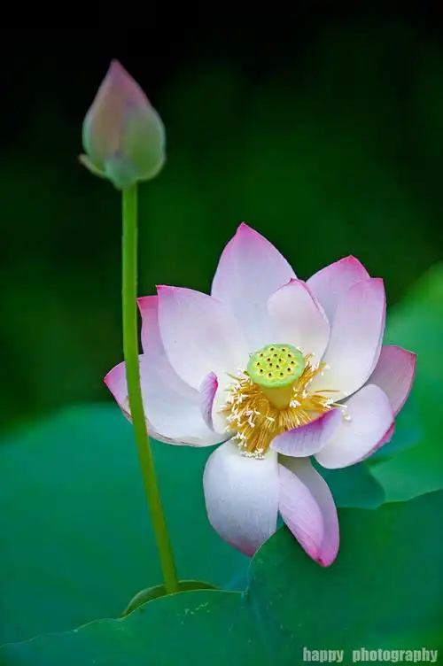 彩蝶翩翩醉荷花