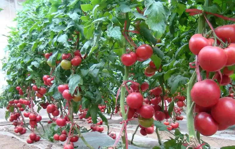 把西红柿嫁接在其他树上会发生什么?看完你就知道了_网易订阅