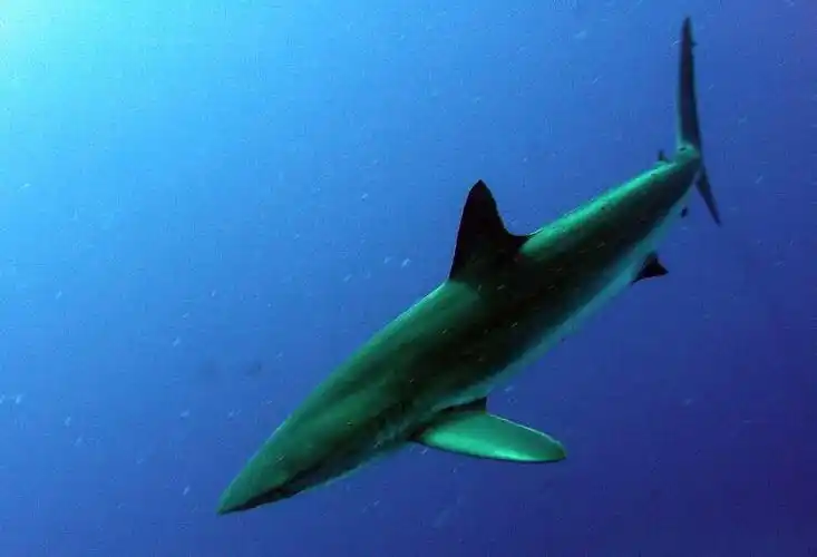 最小的鲨鱼有多小?生物学家终于找到世界上最小的鲨鱼