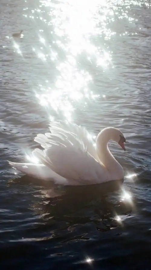 白天鹅唯美壁纸
