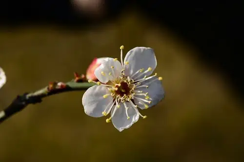 立春以来拍摄到梅花照片的综合篇,在小年夜里发布,迎接2018年的新春