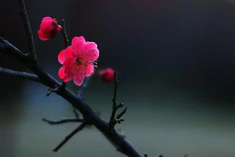 早春的律动,从一朵梅花盛放的欢笑开始