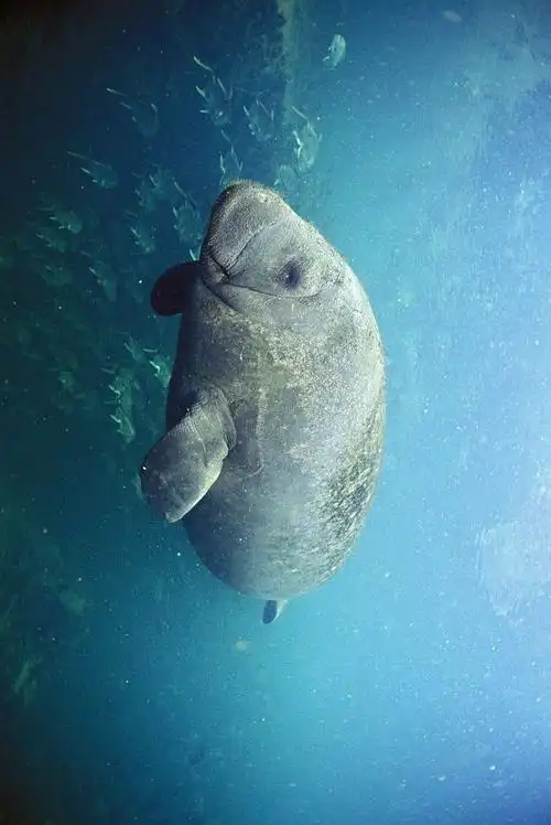 海牛目·海牛科·海牛属:美洲海牛