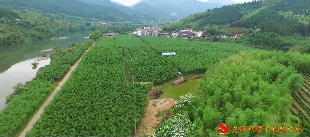 近年来,慈口村积极调整产业结构,通过引进雷竹种植产业,成立两个雷竹