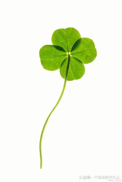 四叶草寓意着幸运,希望,梦想,坚韧与毅力.