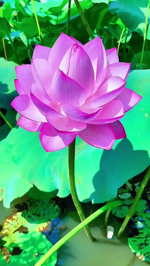 心如莲花出淤泥而不染荷花飘香