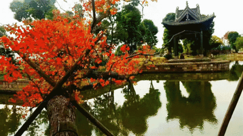 游遍宝山|落叶不扫 or 绝美秋景,你选哪个?