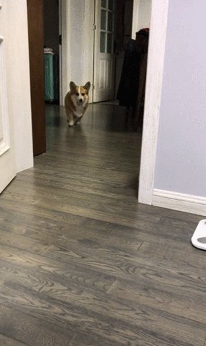 323_540竖版 竖屏gif 动态图 动图