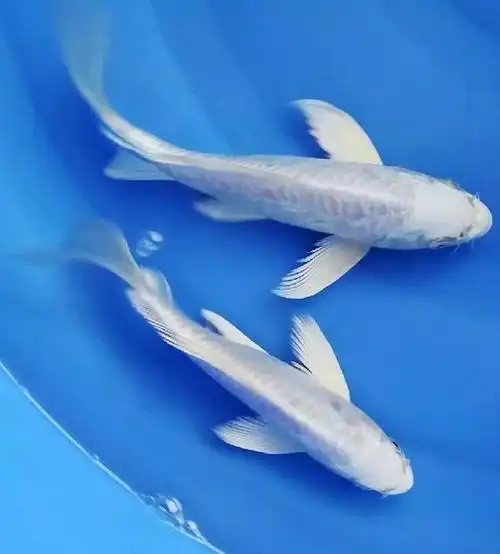 五种龙凤锦鲤飘逸霸气,祝生活龙凤呈祥!富贵安泰!