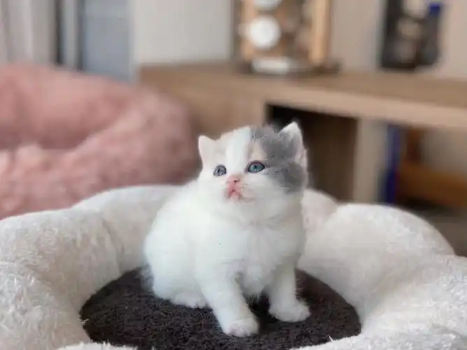 英短三花梵「双色球」