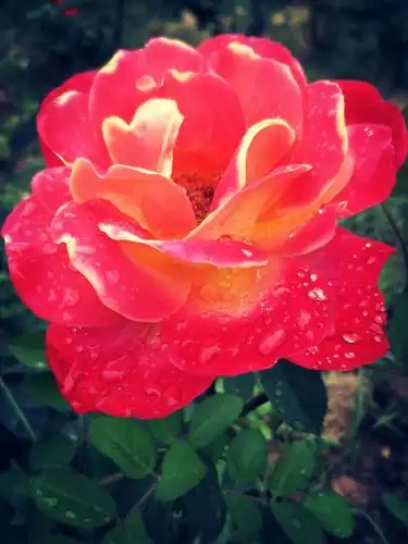 月季花的品种繁多,色彩鲜艳,丰富多彩.