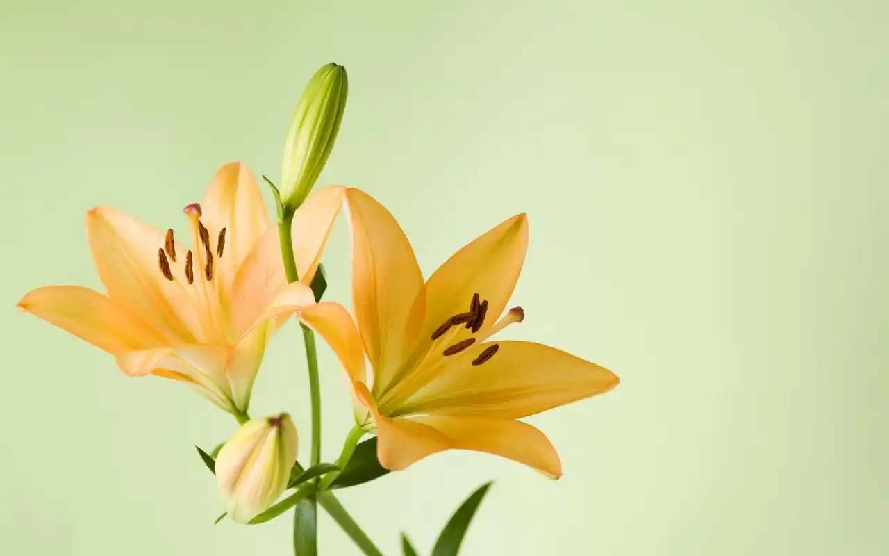 清新脱俗淡雅百合花高清桌面壁纸