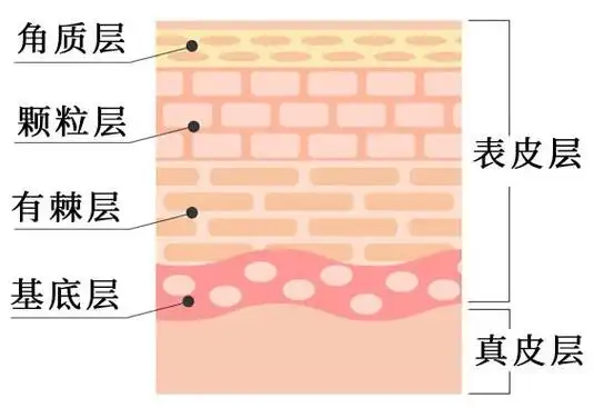 皮肤层的三层楼:表皮,真皮和皮下组织