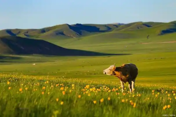 呼伦贝尔大草原,夏天也太美了