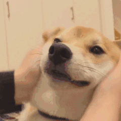 240_240gif 动态图 动图