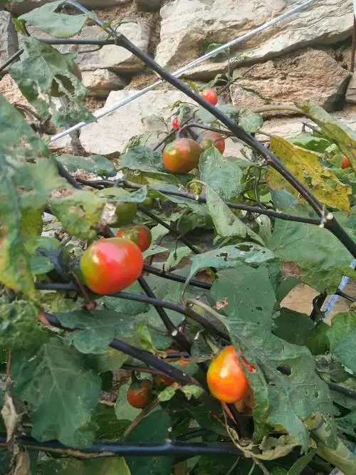 第一次见识到这种蔬菜——野茄子,是不是也在诉说着那份古老