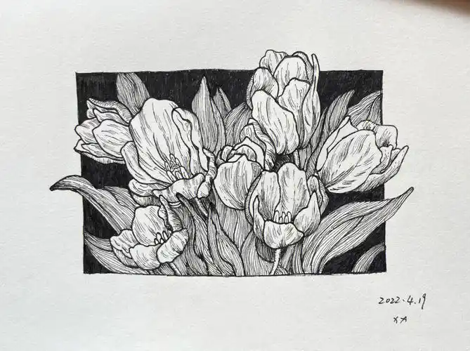 针管笔画一画郁金香